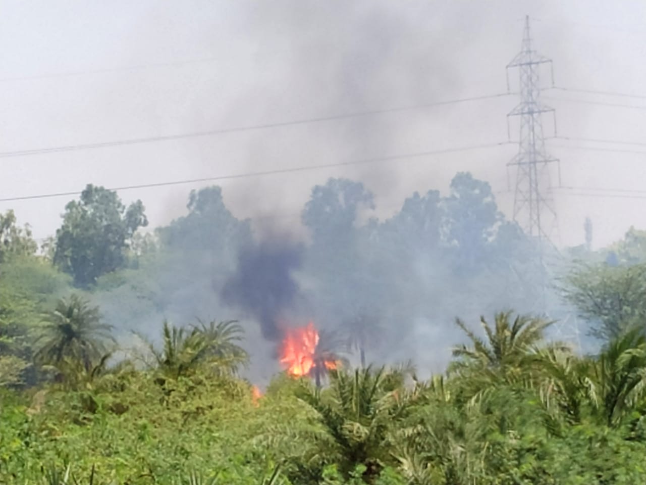 कासना थाना अंतर्गत गामा फर्स्ट के आशियाना सोसाइटी के पीछे सटे जंगल में लगी आग